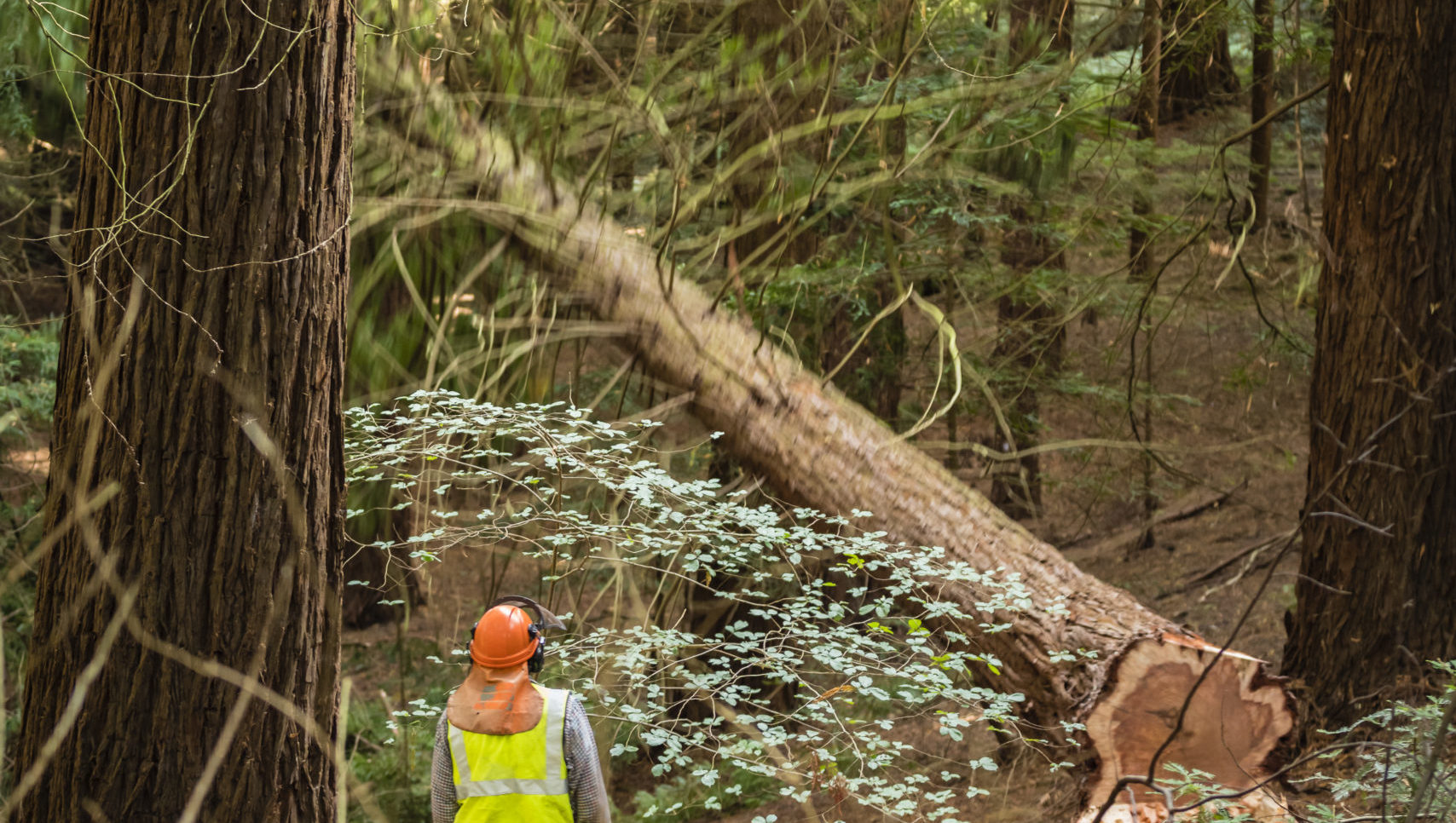 RFS Certificate in Arboriculture - Practical Awards of Competence ...