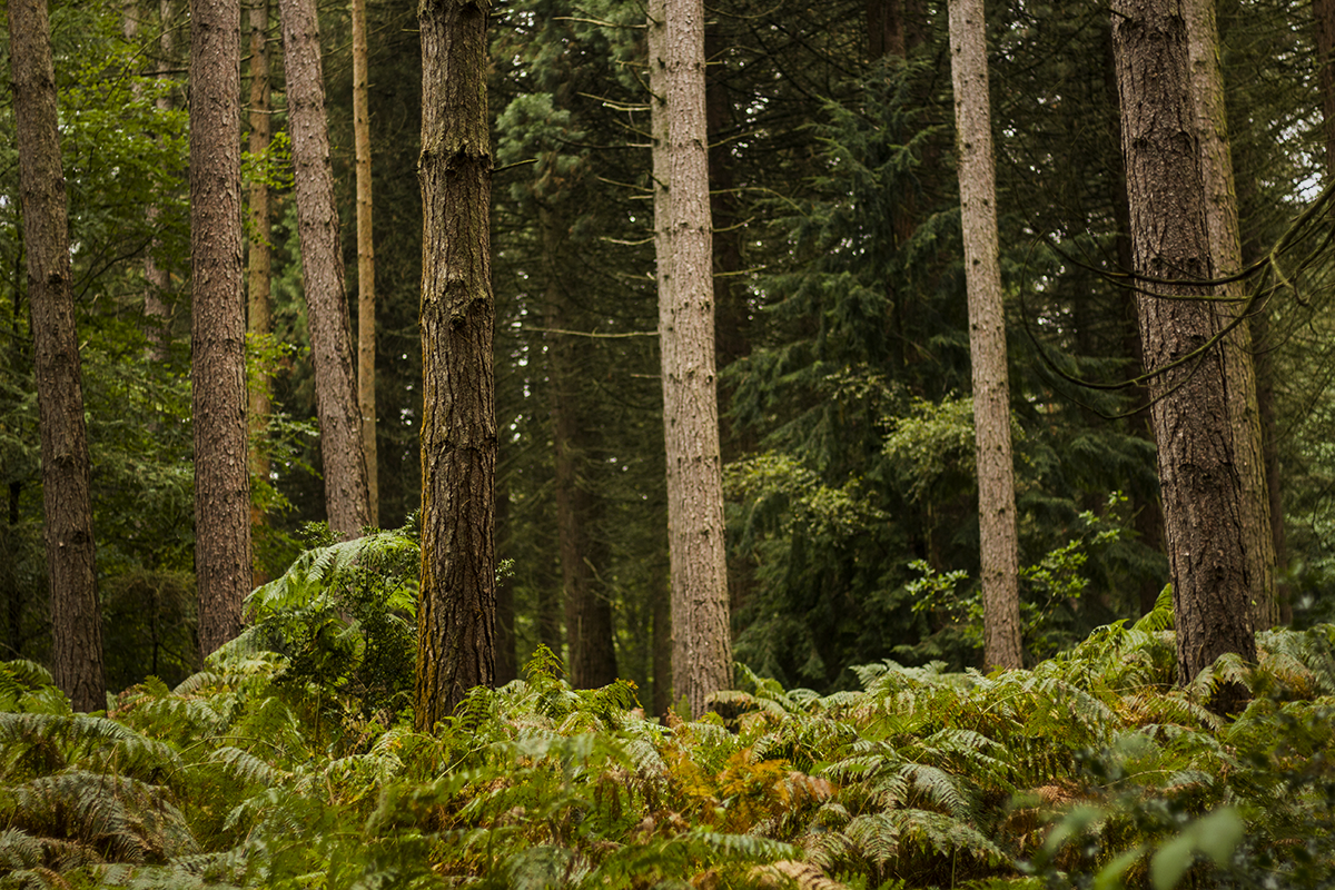 How do foresters measure trees? - Royal Forestry Society