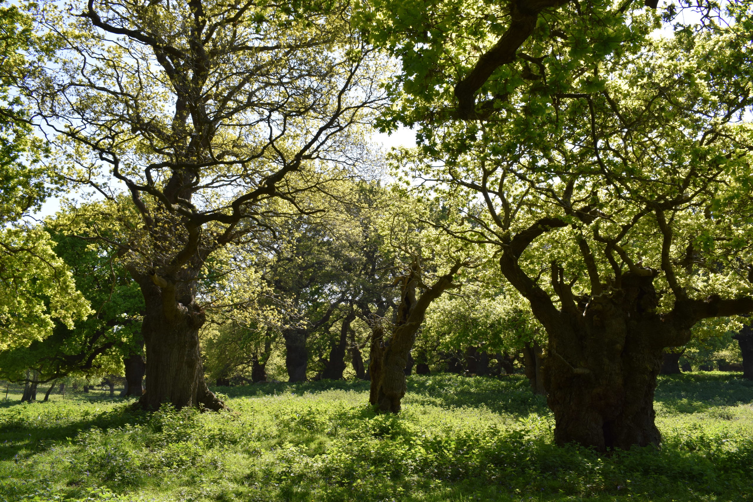 How have trees evolved? Royal Forestry Society