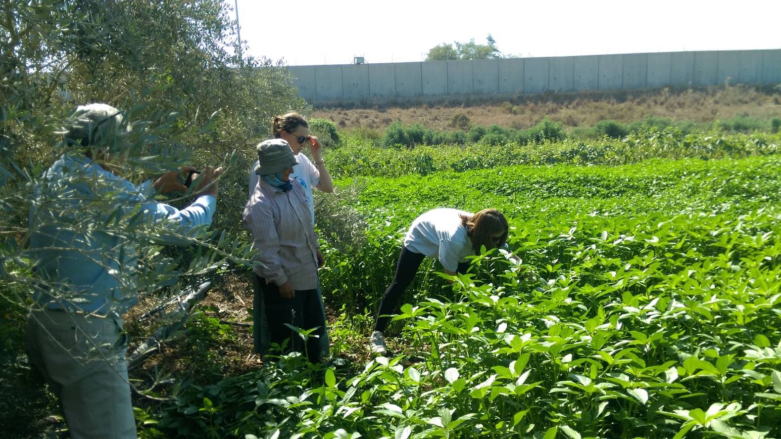 The Great Green Ribbon of Palestine - Royal Forestry Society