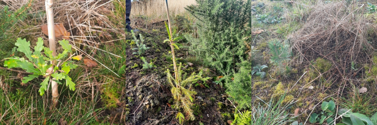 L-R: Sessile Oak, Norway Spruce, Scots Pine